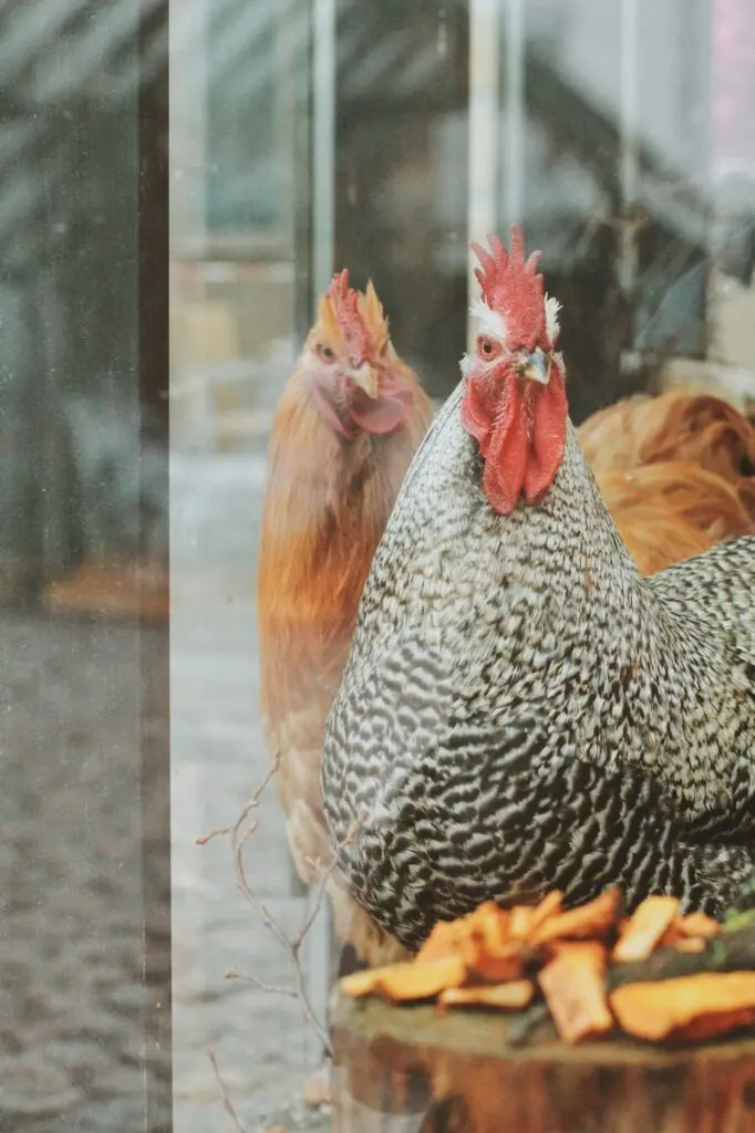 Jõululinn Tartu - Jõulukanala 2020 - 029