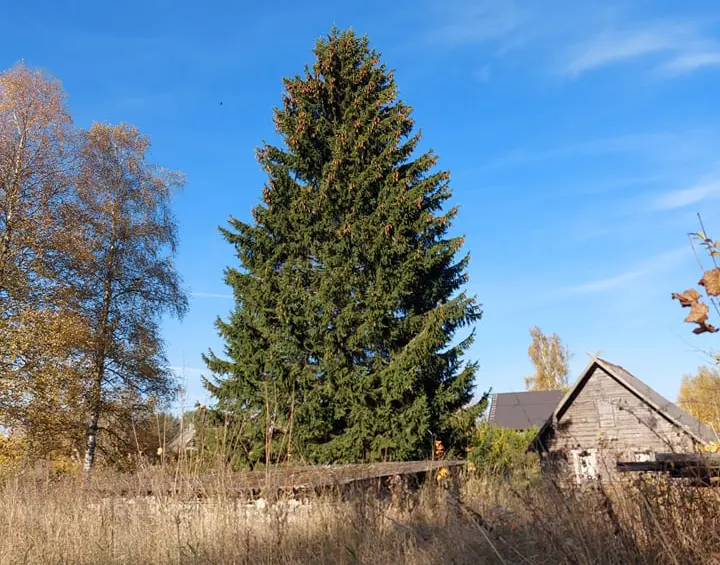 Tartu tänavune jõulukuusk tuleb Võru vallast