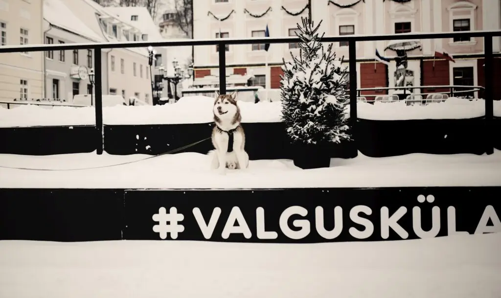 Joululinn Tartu 2021 2022 054