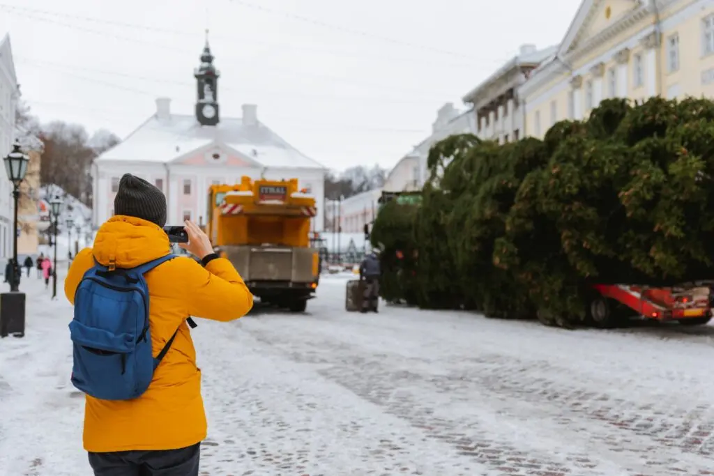 Rosna kula kingitud joulukuusk saabus joululinna 2022 Fotod Helge Kalde 0003