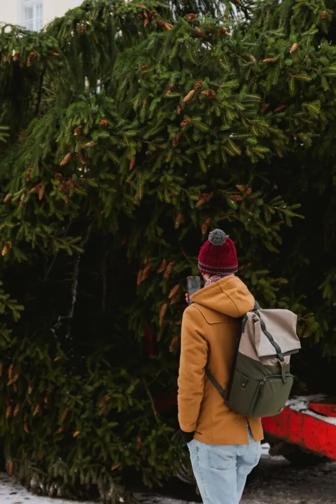 Rosna kula kingitud joulukuusk saabus joululinna 2022 Fotod Helge Kalde 0004