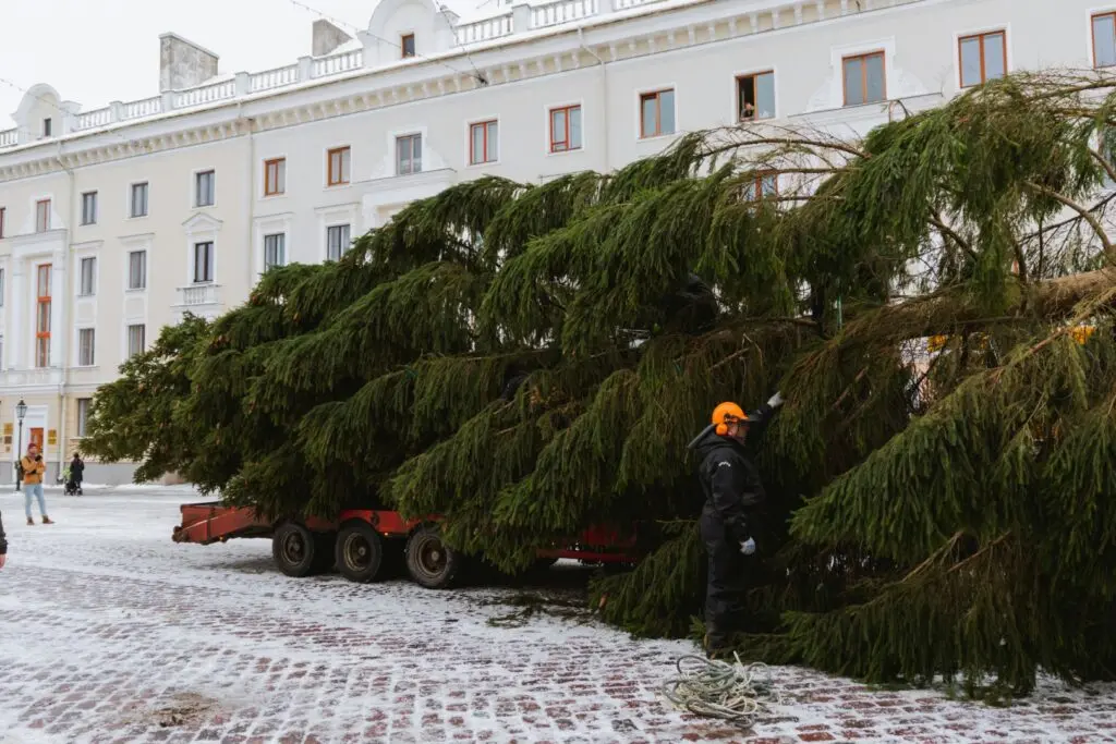 Rosna kula kingitud joulukuusk saabus joululinna 2022 Fotod Helge Kalde 0006