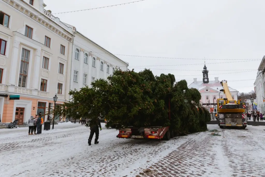 Rosna kula kingitud joulukuusk saabus joululinna 2022 Fotod Helge Kalde 0008