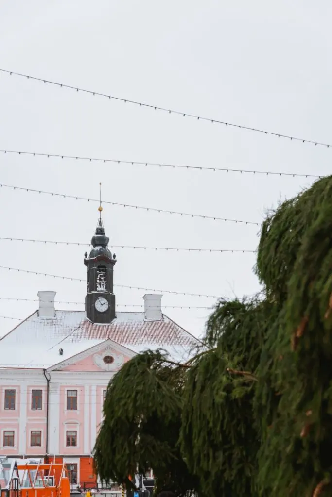 Rosna kula kingitud joulukuusk saabus joululinna 2022 Fotod Helge Kalde 0009