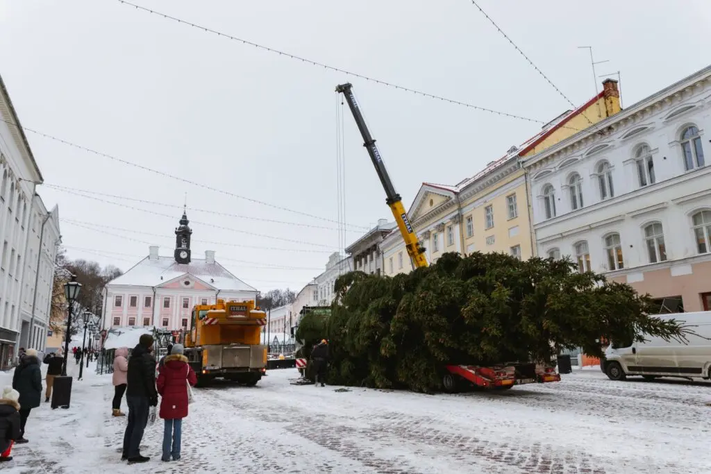 Rosna kula kingitud joulukuusk saabus joululinna 2022 Fotod Helge Kalde 0014