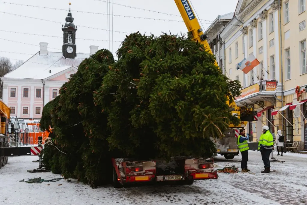Rosna kula kingitud joulukuusk saabus joululinna 2022 Fotod Helge Kalde 0015