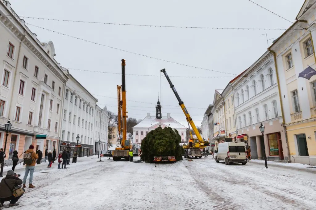 Rosna kula kingitud joulukuusk saabus joululinna 2022 Fotod Helge Kalde 0017
