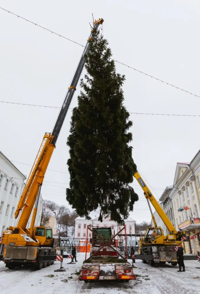 Rosna kula kingitud joulukuusk saabus joululinna 2022 Fotod Helge Kalde 0019