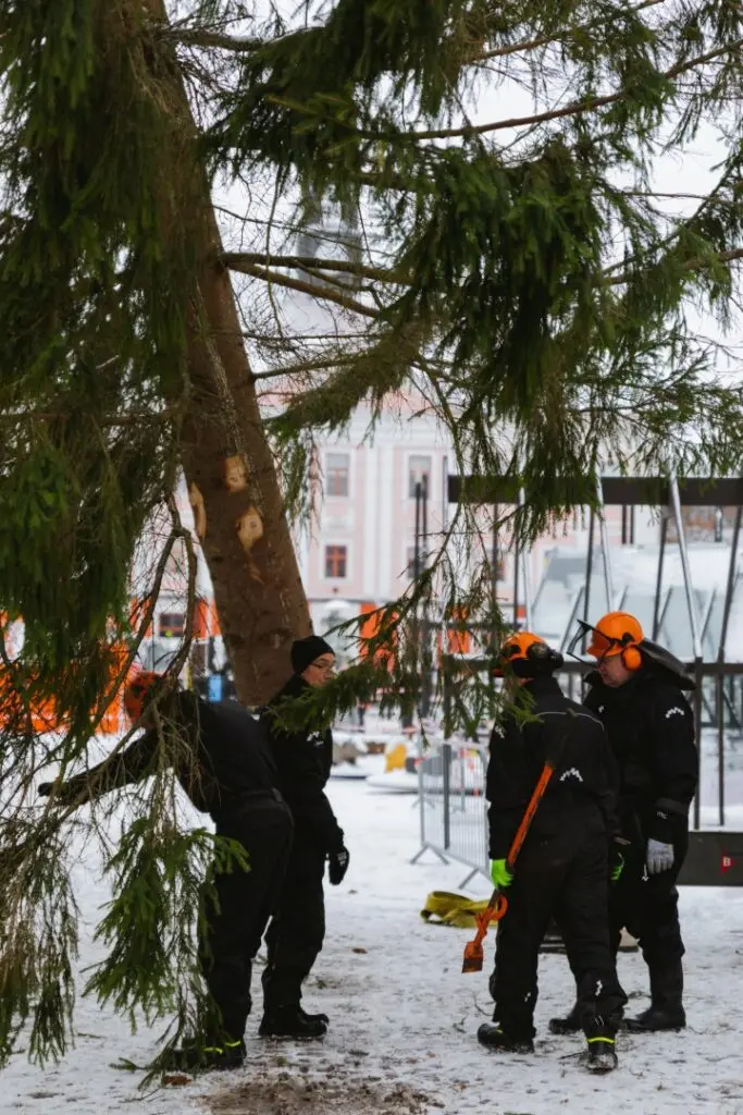 Rosna kula kingitud joulukuusk saabus joululinna 2022 Fotod Helge Kalde 0020