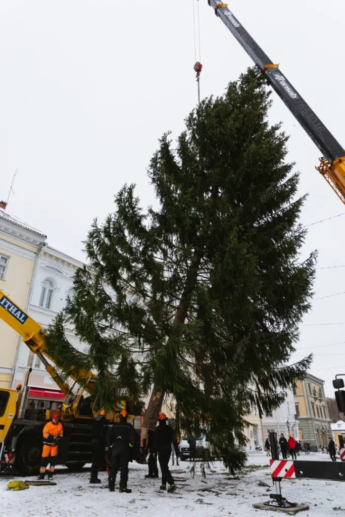 Rosna kula kingitud joulukuusk saabus joululinna 2022 Fotod Helge Kalde 0022