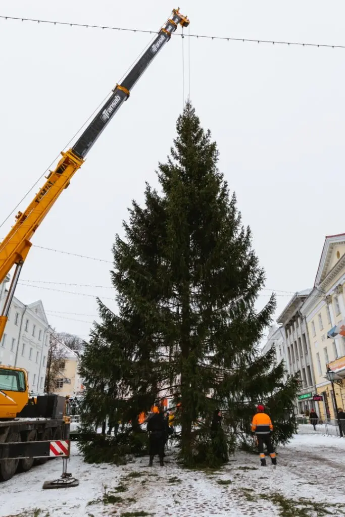 Rosna kula kingitud joulukuusk saabus joululinna 2022 Fotod Helge Kalde 0023