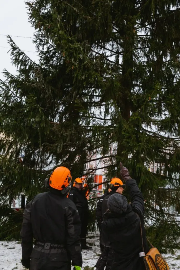 Rosna kula kingitud joulukuusk saabus joululinna 2022 Fotod Helge Kalde 0024