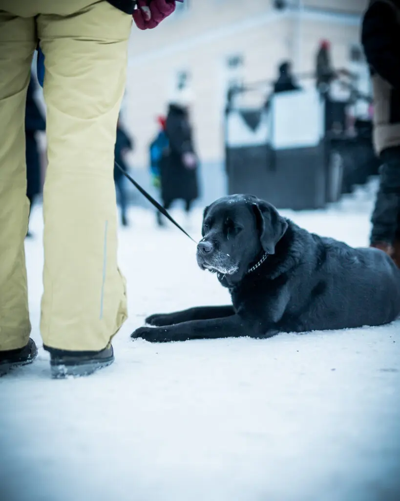 Jouluvanade talimangud Tartu 2022 Foto Peeter Paaver 0001
